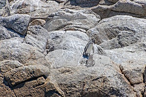Wild Humboldt Penguins Chile photo
