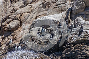 Wild Humboldt Penguins Chile photo