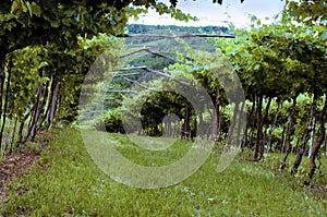 Valpolicella Vineyards in Veneto, Italy at Sunset photo