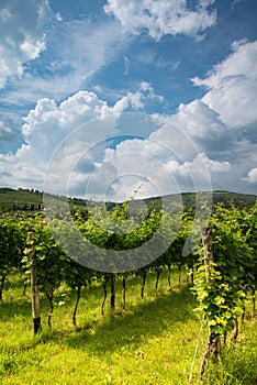 Valpolicella wine producing region by Verona, Veneto, Italy. Vineyard sunny day