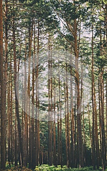 Pine forest in Valsain, Segovia, Spain. Vertical picture. photo