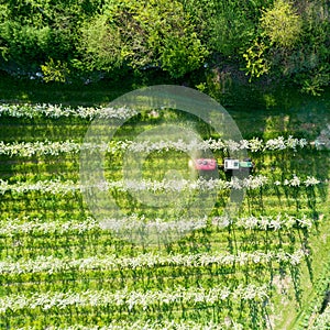 Valtellina IT Apple orchards