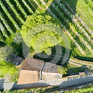 Valtellina IT Apple orchards in the Chiuro area