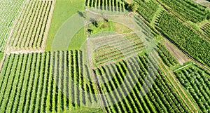 Valtellina IT Apple orchards in the Chiuro area  Ponte in Valtellina - aerial view