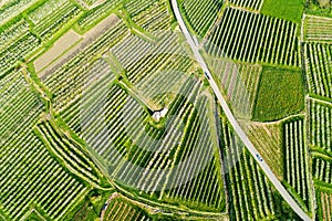 Valtellina IT Apple orchards in the Chiuro area  Ponte in Valtellina - aerial view