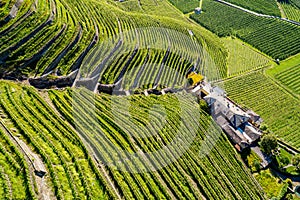 Valtellina IT, Bianzone, view of the Nebbiolo vineyards