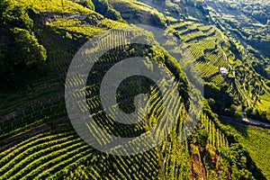 Valtellina IT, Castionetto di Chiuro, view of the vineyards