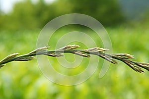 Valuable forage grass Lolium multiflorum grows in nature photo
