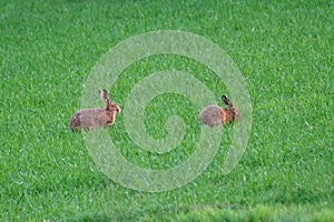Valuable game animal grazing on a green lawn, mammal hare of the lagomorph order, Lepus europaeus eats young rapeseed plants,