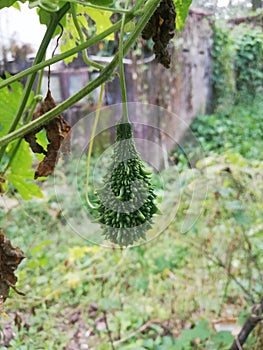 Valuable medicinal properties of bitter gourd