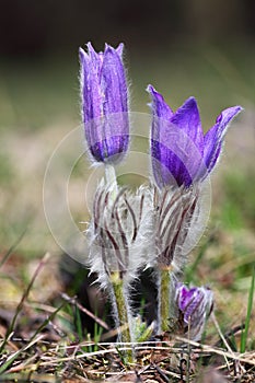 Valuable purple flower photo