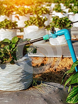 Valves drip irrigation system in organic strawberry farm. Watering plants system in garden. Sprinkler watering valve for watering