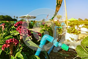 Valves drip irrigation system in organic strawberry farm. Watering plants system in garden. Sprinkler watering valve for watering