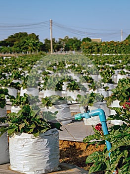 Valves drip irrigation system in organic strawberry farm. Watering plants system in garden. Sprinkler watering valve for watering