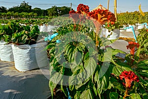 Valves drip irrigation system in organic strawberry farm. Watering plants system in garden. Sprinkler watering valve for watering