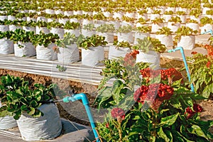 Valves drip irrigation system in organic strawberry farm. Watering plants system in garden. Sprinkler watering valve for watering