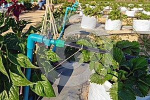 Valves drip irrigation system in organic strawberry farm. Watering plants system in garden. Sprinkler watering valve for watering