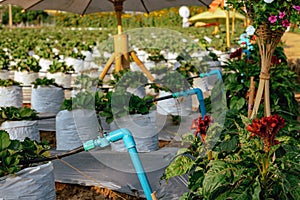 Valves drip irrigation system in organic strawberry farm. Watering plants system in garden. Sprinkler watering valve for watering