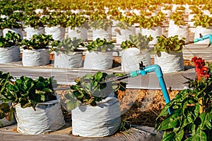 Valves drip irrigation system in organic strawberry farm. Watering plants system in garden. Sprinkler watering valve for watering