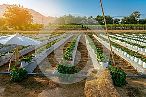 Valves drip irrigation system in organic strawberry farm. Watering plants system in garden. Sprinkler watering valve for watering