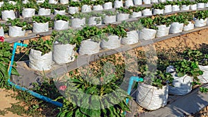 Valves drip irrigation system in organic strawberry farm. Watering plants system in garden. Sprinkler watering valve for watering