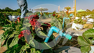 Valves drip irrigation system in organic strawberry farm. Watering plants system in garden. Sprinkler watering valve for watering