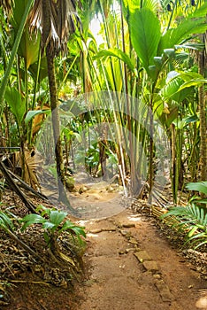 ValÃ©e de Mai on Praslin island in the Seychelles