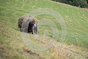 Vama, Romania, September 27th, 2019, Portraiture of man with carriage and horse carrying hay in Bucovina