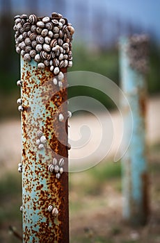 Vama Veche Romania snail shells