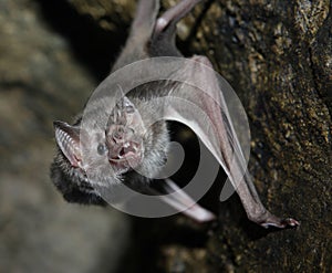 Vampire bat photo