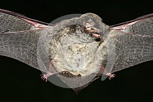 Vampire bat