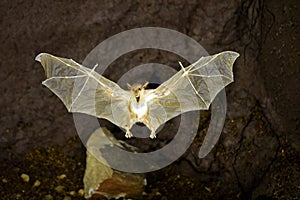 vampire bat posed in flight