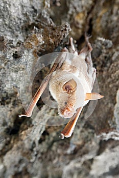 Vampire bat are sleeping in the cave hanging