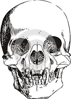 Vampire skull illustration