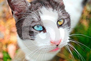 Van Cat With Colorful Eyes