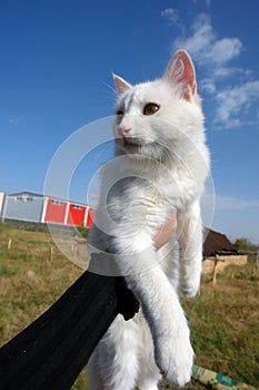 Van cat statue in Igdir