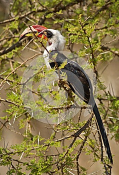 van der DeckenÂ´s Hornbill