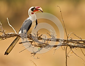 Van der DeckenÂ´s Hornbill