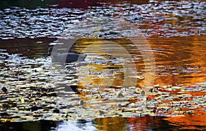 Van Dusen Duck in Water Reflections photo