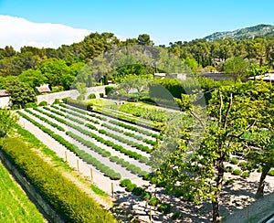 The Van Gogh field at the Monastery of Saint-Paul de Mausole, Saint-Remy-de-Provence, France