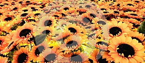 Van Gogh& x27;s Sunflowers