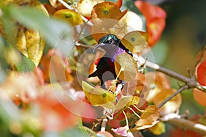 Van Hasselt& x27;s sunbird Leptocoma brasiliana Male Cute Birds of Thailand