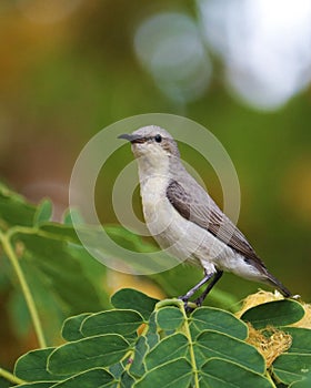 Van Hasselt`s sunbird, is a species of bird in the family Nectariniidae