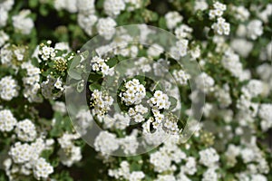 Van Houttes spiraea