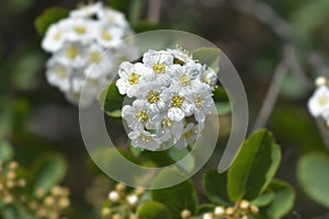 Van Houttes spiraea