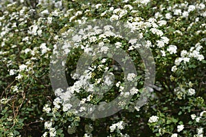 Van Houttes spiraea