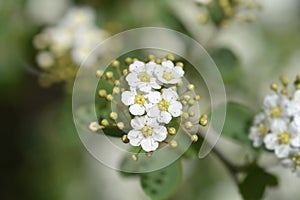 Van Houttes spiraea