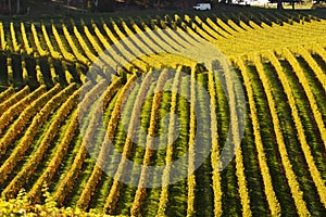 a van passing by a vineyard in the Hills