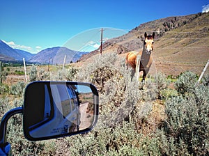 Van on the road trip with farm animal and nature scenery in Okanagan Valley, British Columbia, Canada