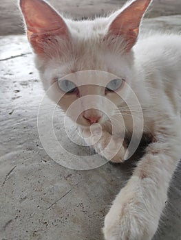 van white cat in the floor so cute and atractive